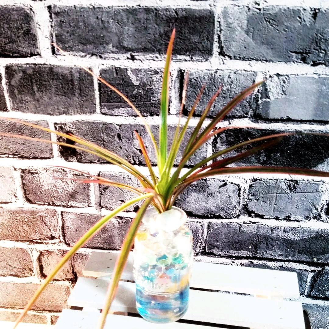 ドラセナ コンシンネレインボー ジェルポリマーmix ハイドロ 観葉植物 メルカリ