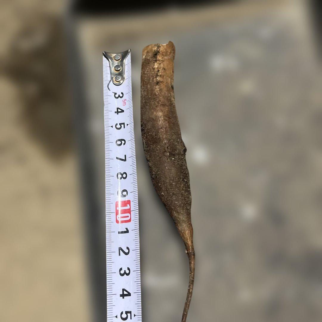 新鮮】オペルクリカリア パキプス パワータンクA 抜き苗発送