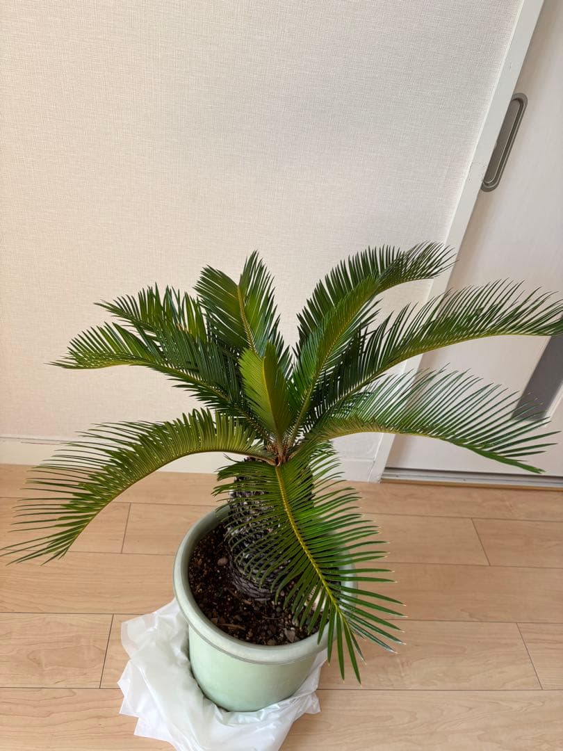 蘇轍 ソテツ 美形 蘇轍 ソテツ 美形