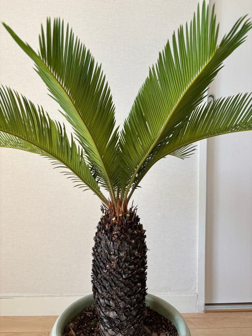 蘇轍 ソテツ 美形 蘇轍 ソテツ 美形