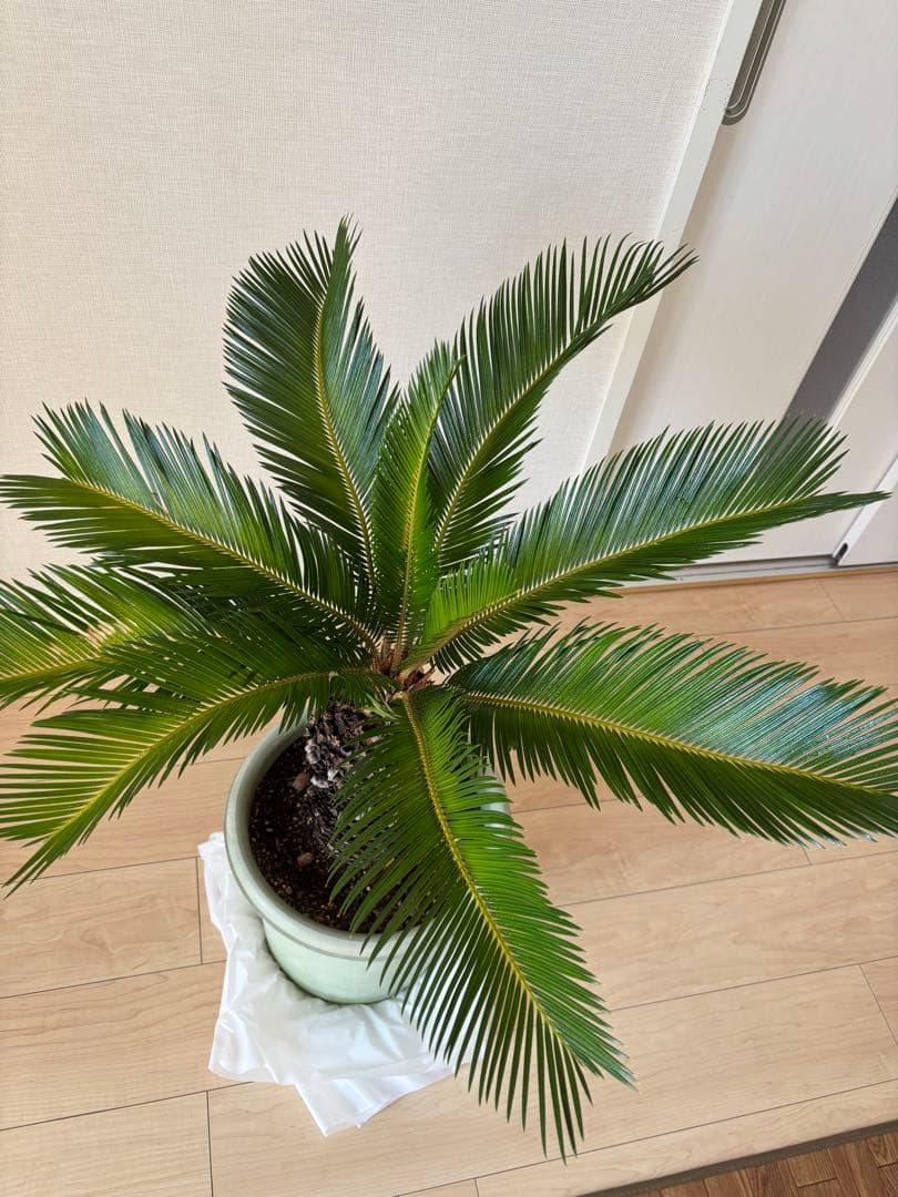 蘇轍 ソテツ 美形 蘇轍 ソテツ 美形