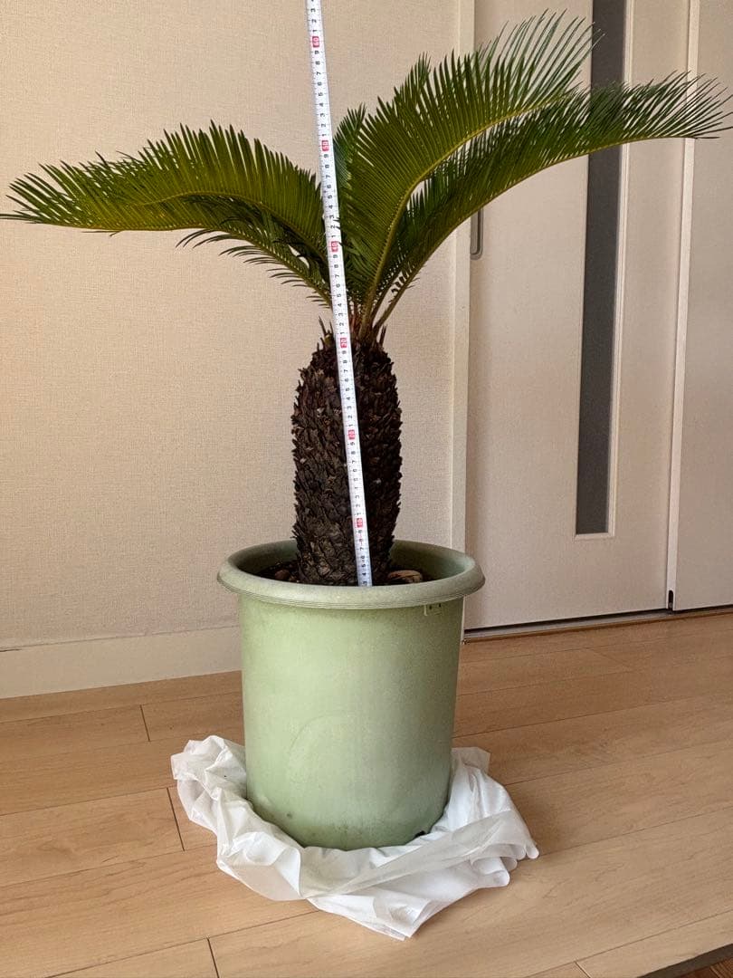 蘇轍 ソテツ 美形 蘇轍 ソテツ 美形