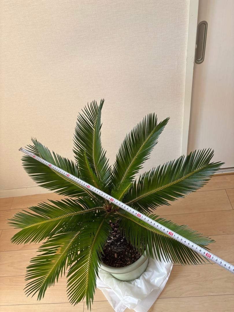 蘇轍 ソテツ 美形 蘇轍 ソテツ 美形