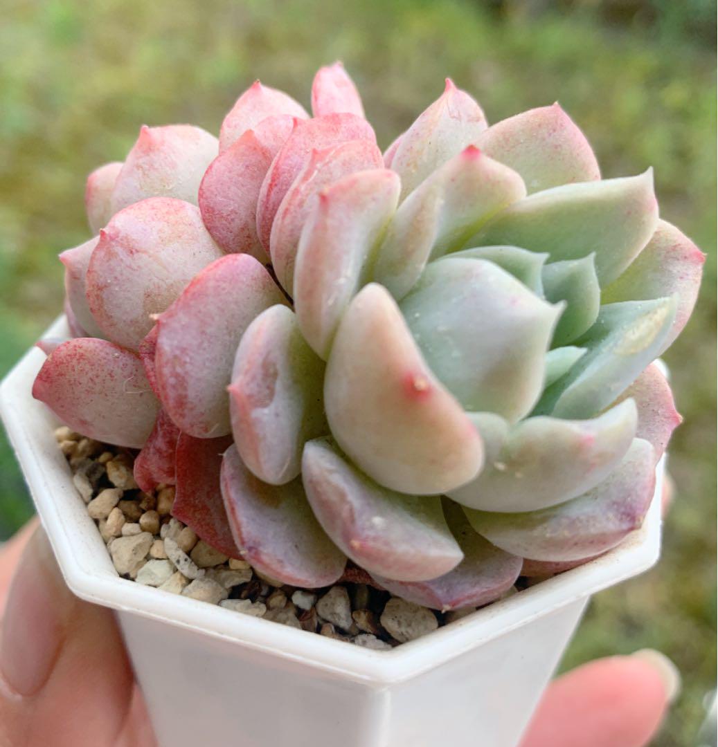 メルカリ 多肉 Spp 可愛い 韓国苗 植物 観葉植物 9 990 000 中古や未使用のフリマ メルカリ 多肉 Spp 可愛い 韓国苗 植物 観葉植物 9 990 000 中古や未使用のフリマ