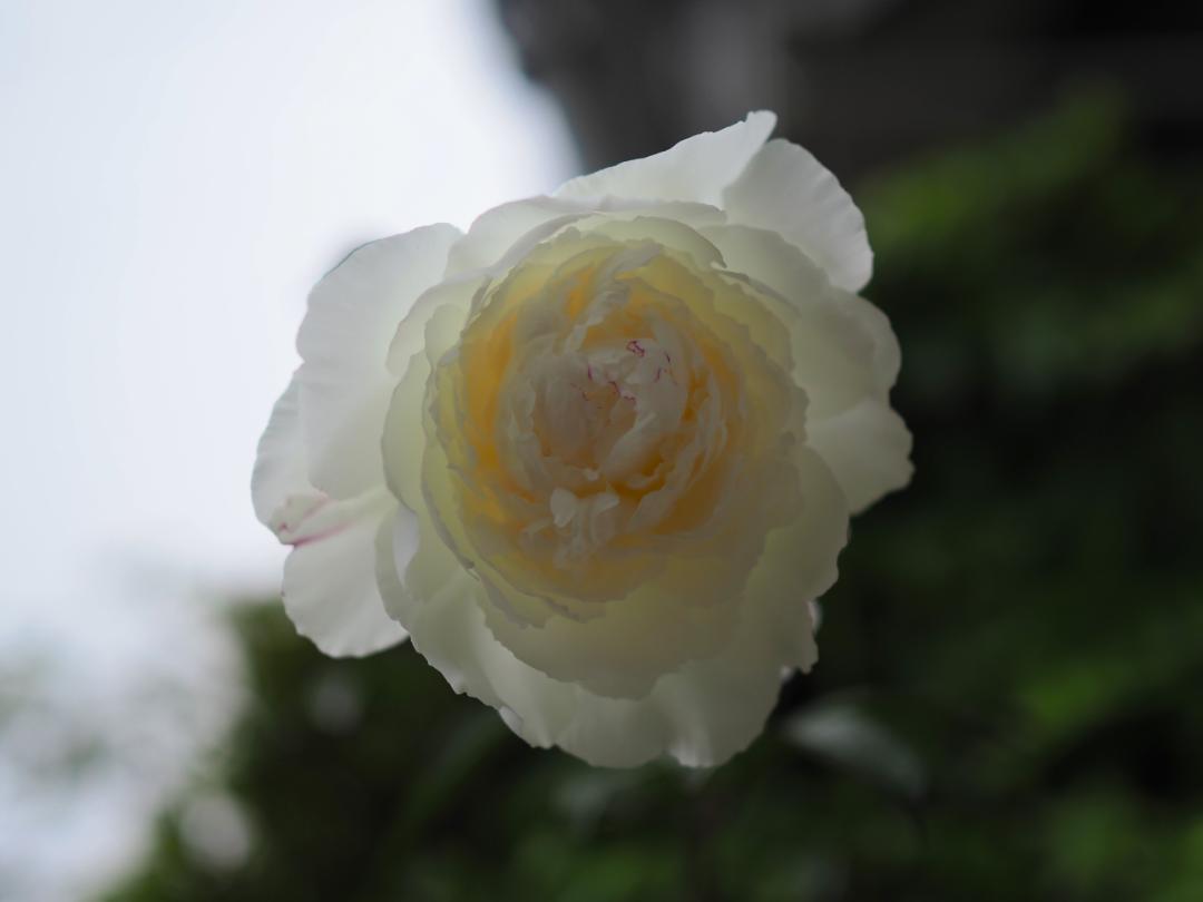 OLYMPUS OM-D E-M1 Mark II 実用品