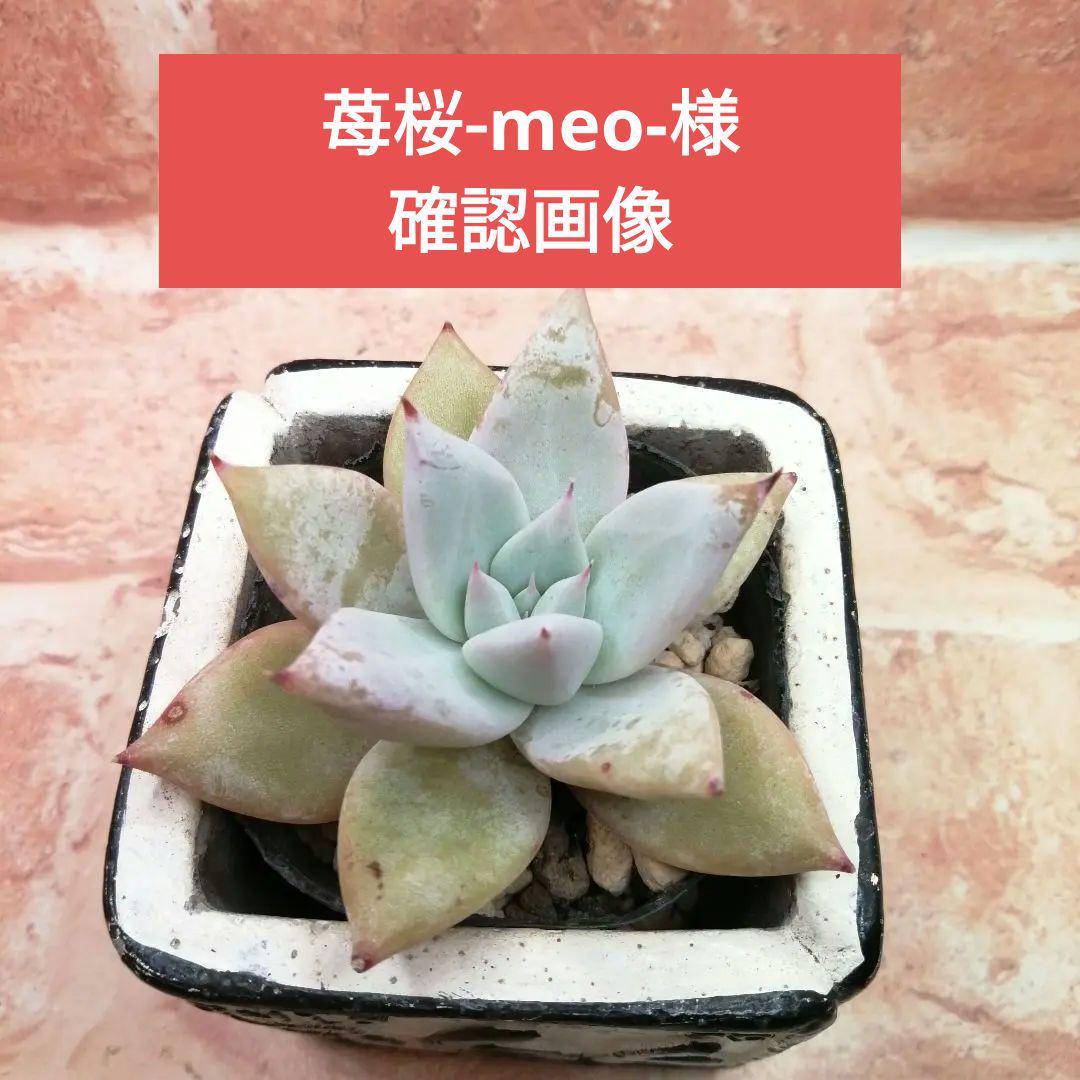 苺桜-meo-様確認画像  エケベリア    メキシカンジャイアント×ラパス他