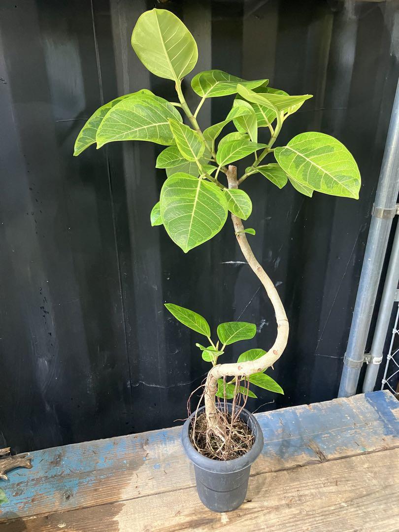 沖縄産❗️ フィカス　アルテシマ　曲がり ゴムの木　観葉植物 プレゼント