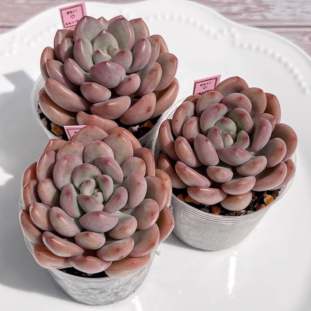 多肉植物　トーレス　韓国苗