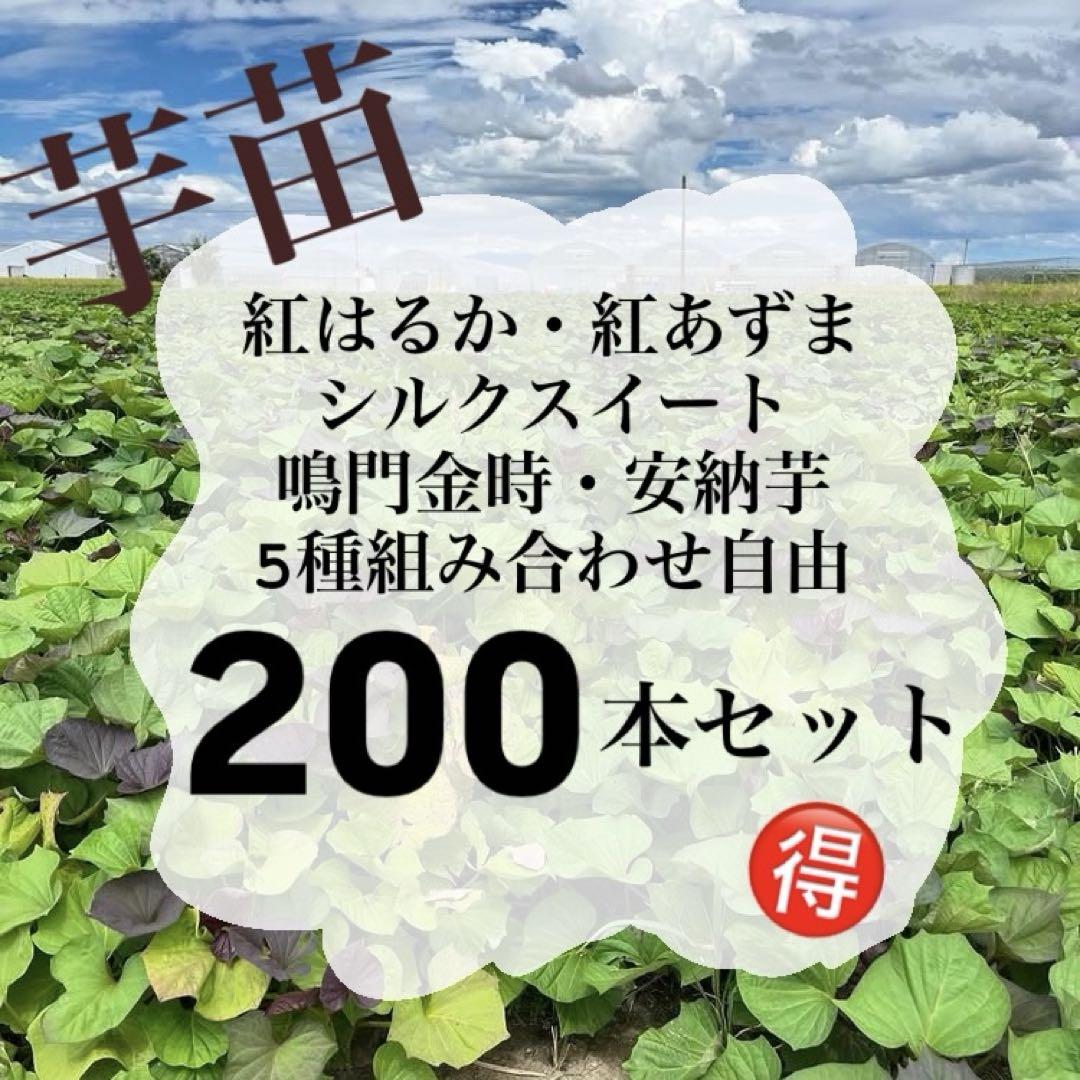 さつまいも苗　200本　5種組み合わせ自由 さつまいも苗 200本 5種組み合わせ自由 （サツマイモの苗