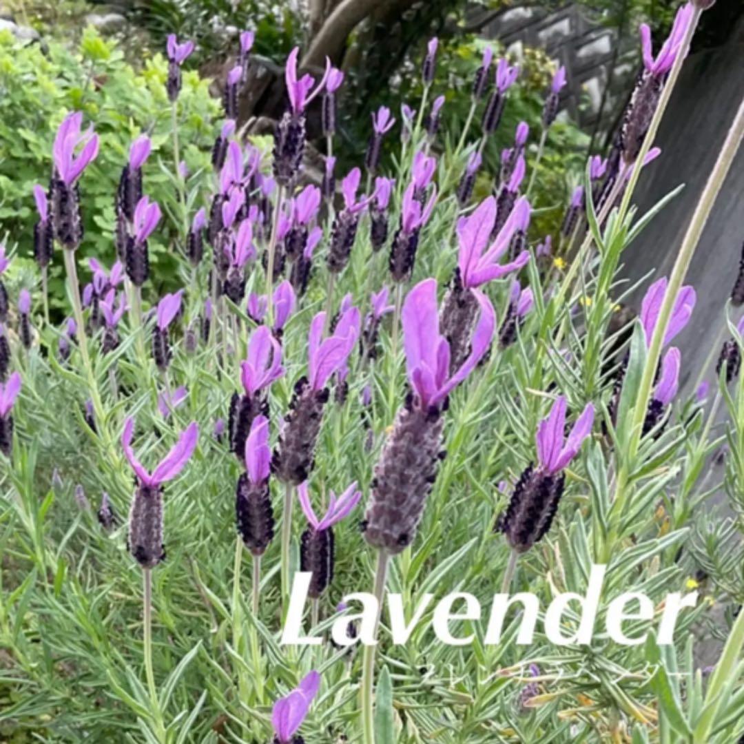 在庫一掃売り切りセール フレンチラベンダー 抜き苗 在庫一掃売り切りセール フレンチラベンダー 抜き苗