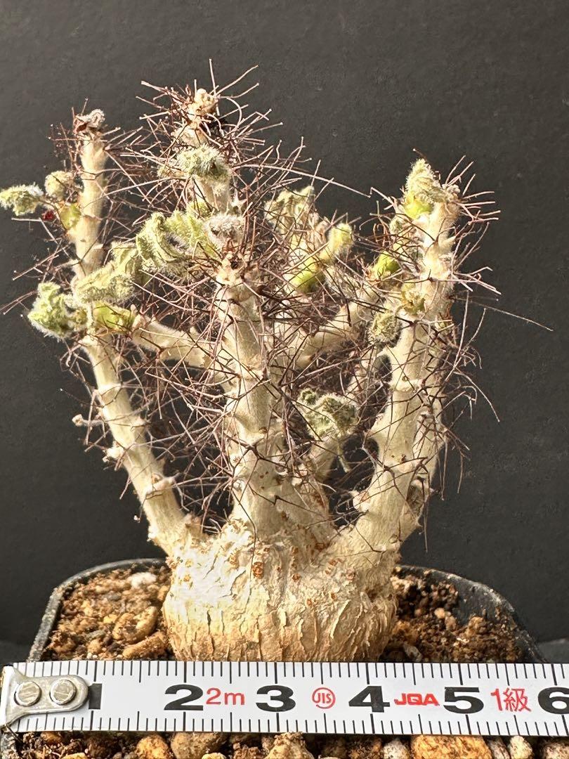 660 塊根植物 Jatropha marginata/ヤトロファマルギナータ