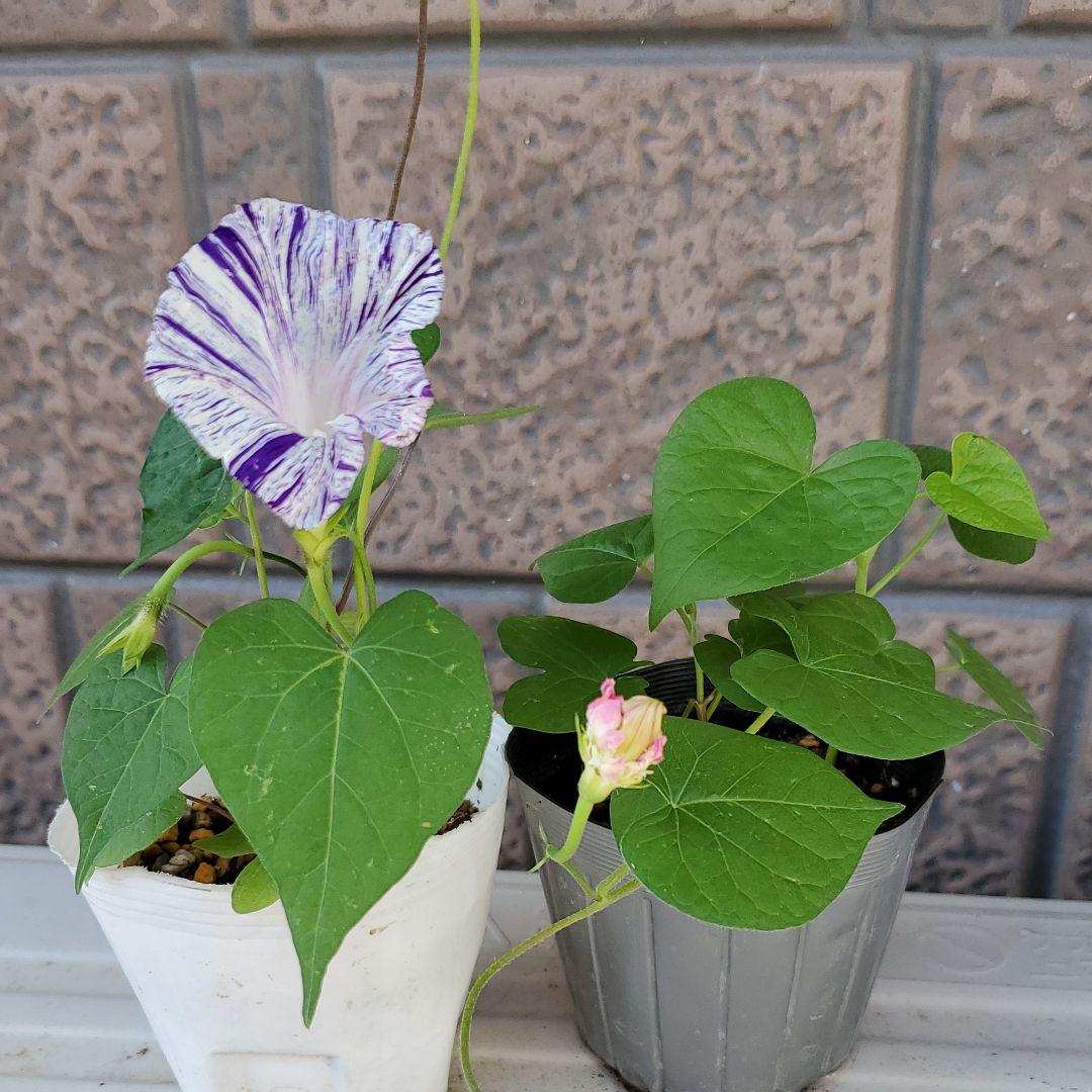 年末のプロモーション特価 朝顔苗 江戸風情 オマケ付き 植物 観葉植物