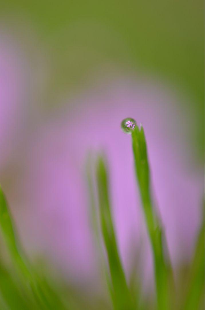 レンズ(単焦点) Nikon AF-S Micro NIKKOR 40mm f/2.8G
