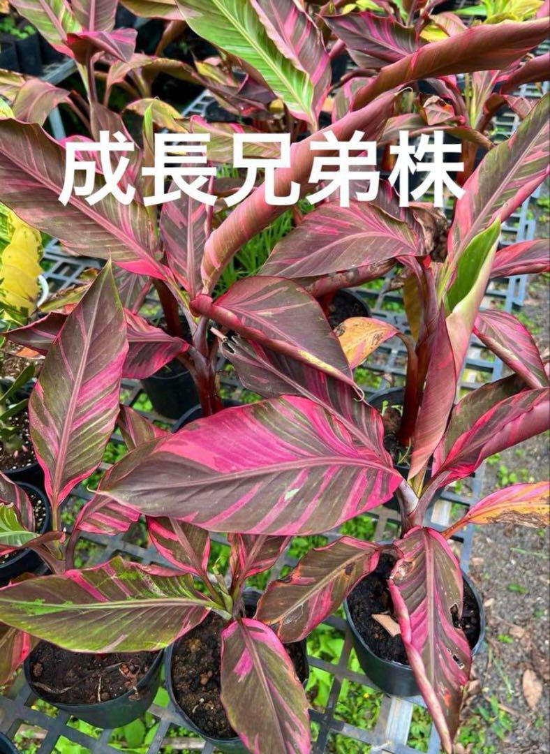 m斑入り　バナナ　ムサノノ　ピンク斑入り