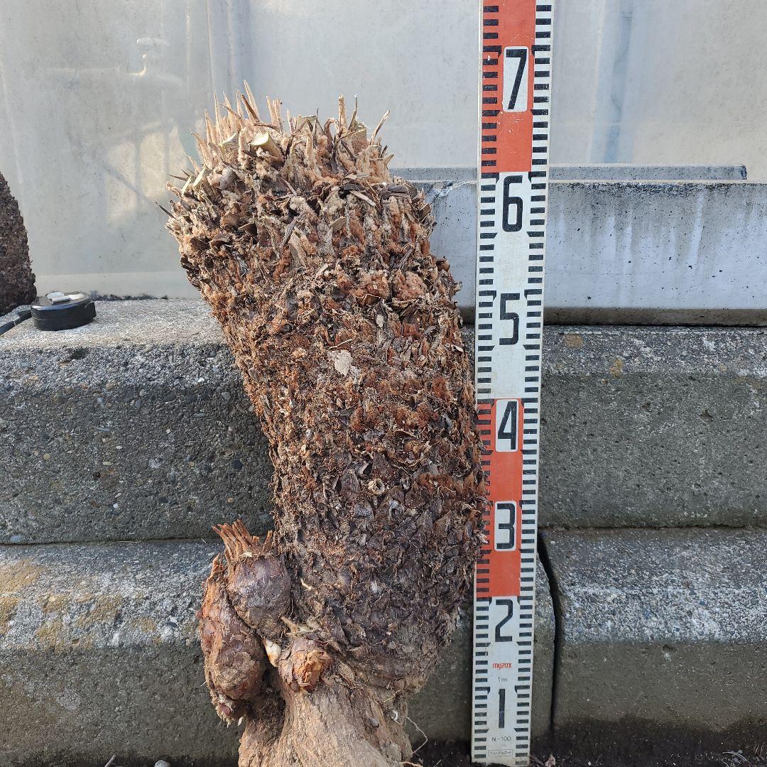 ソテツ 原木　幹高 50cm