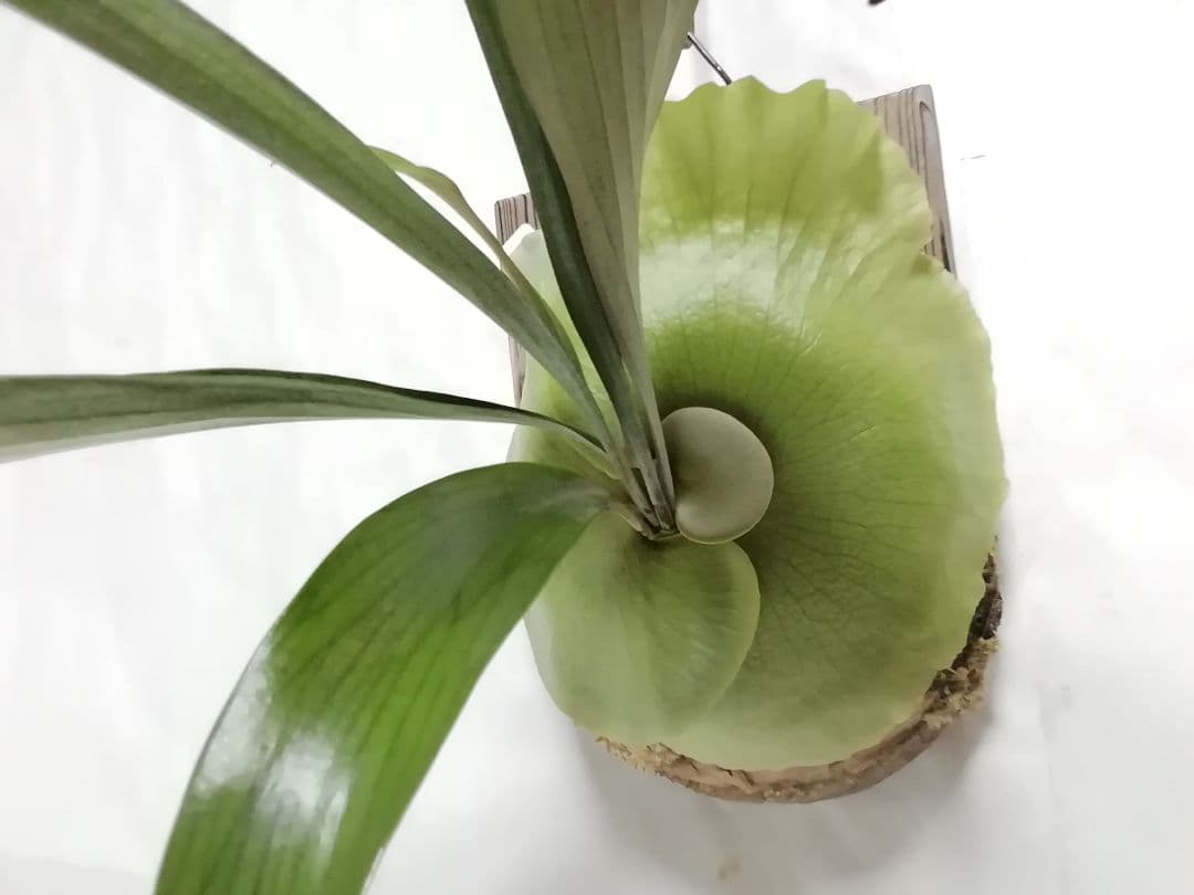 ビカクシダ P.bifurcatum old type 希少株子株付き - メルカリ