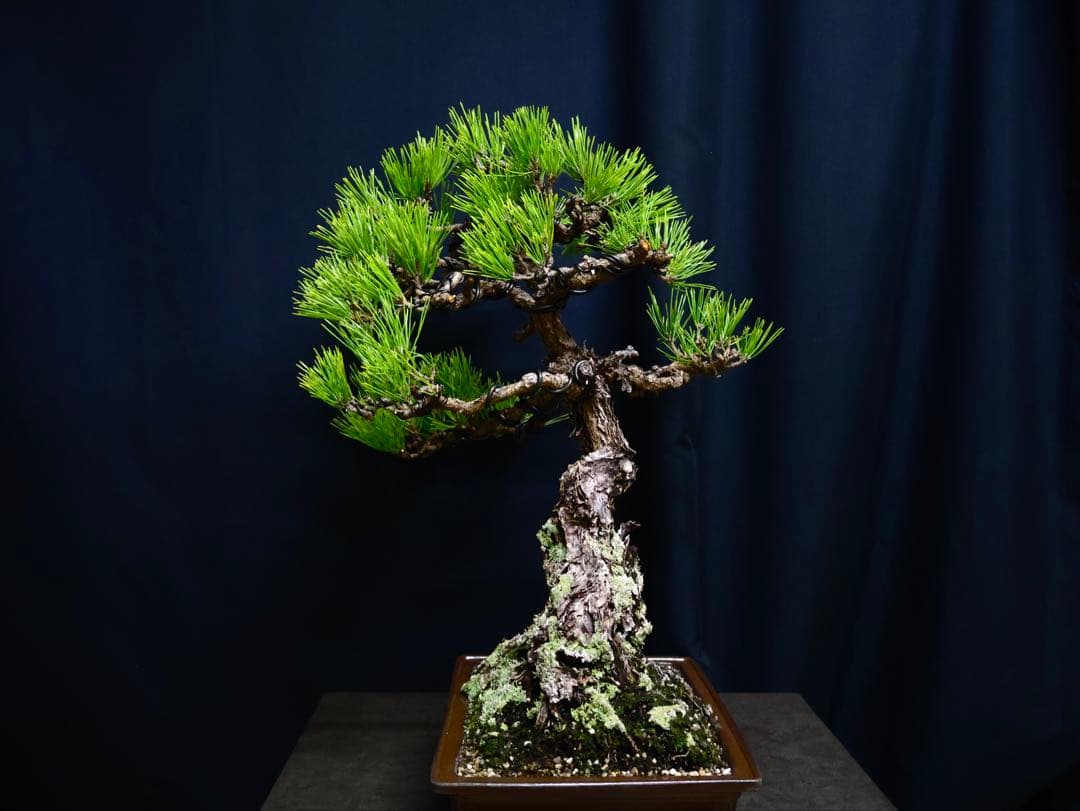 黒松 山採り 黒松 古木 荒れ皮 樹高54cm目立った傷や汚れなし YUZUMIYA_COM