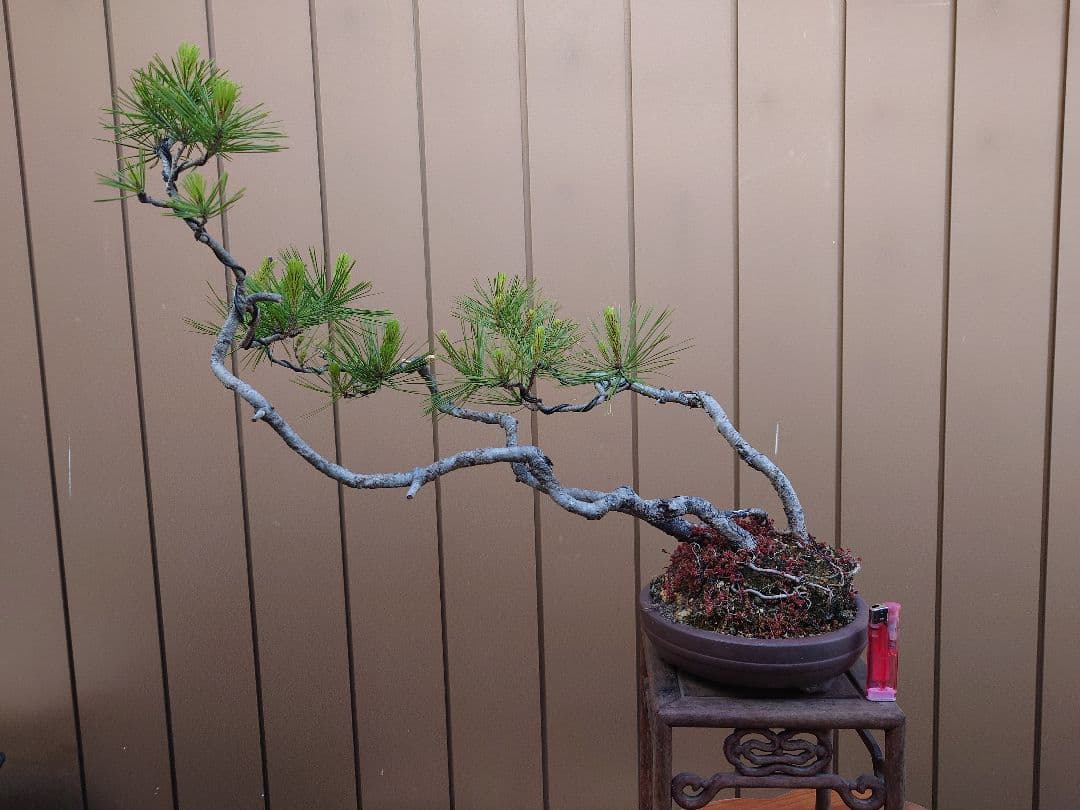 盆栽 赤松 樹高45cm 黒松盆栽樹高45cm 鉢幅30cm