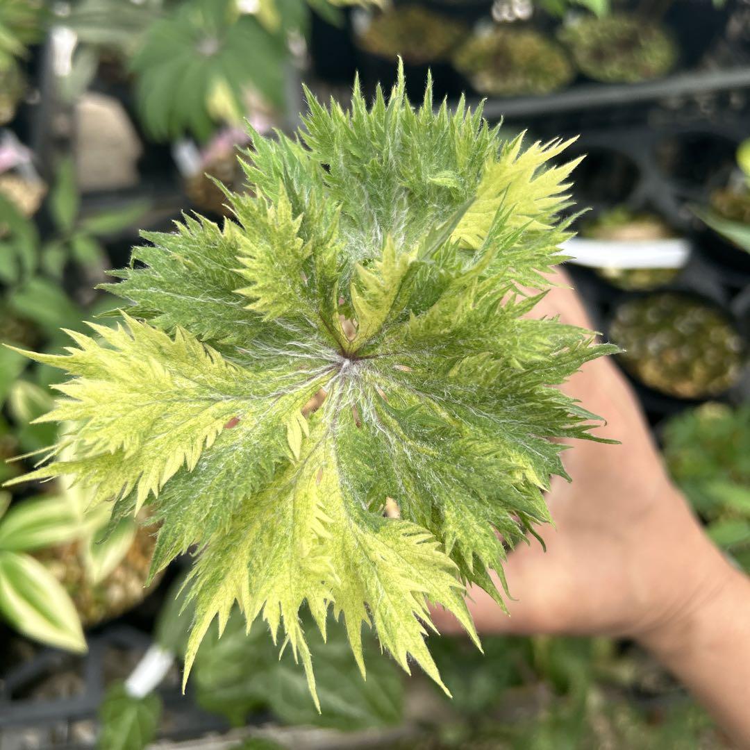 ヤブレガサ　駿河錦　鉢ごと