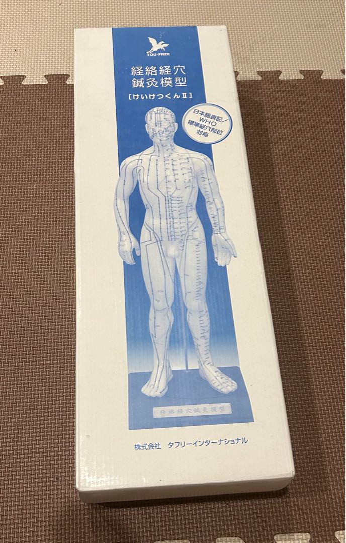 経絡経穴　鍼灸模型　けいけつくんⅡ