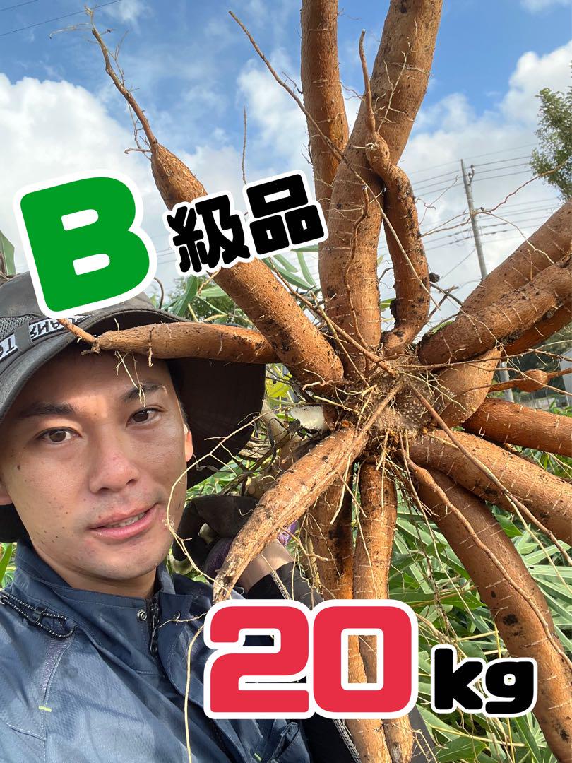 キャッサバ芋（Ｂ級品）