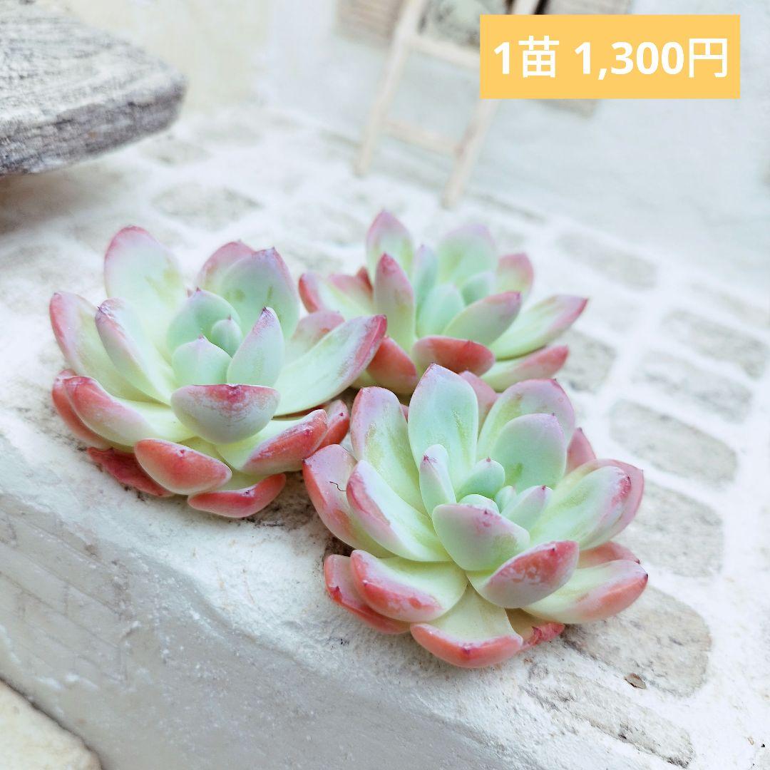 ナディア◎多肉植物 カット苗 韓国苗 エケベリア等