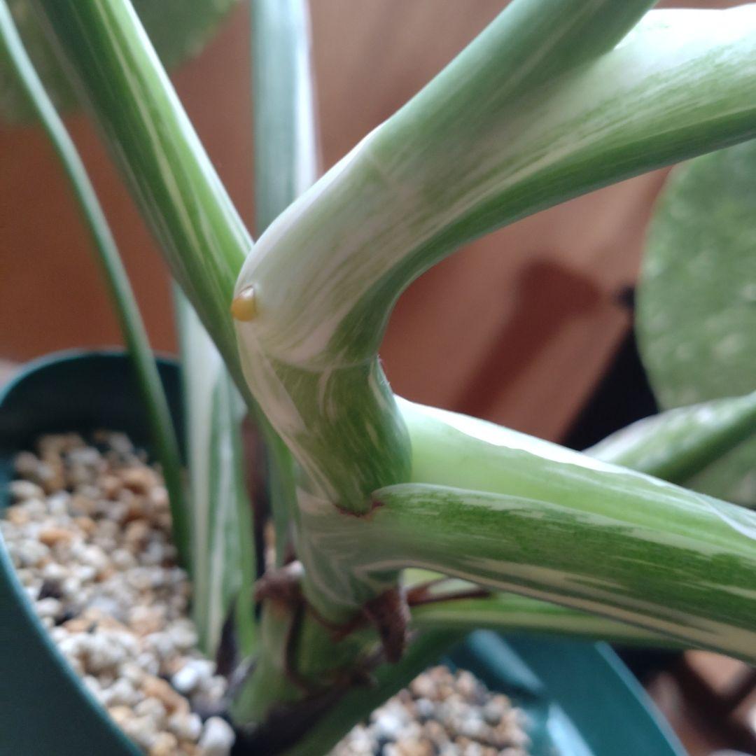 ホワイトスノー 激