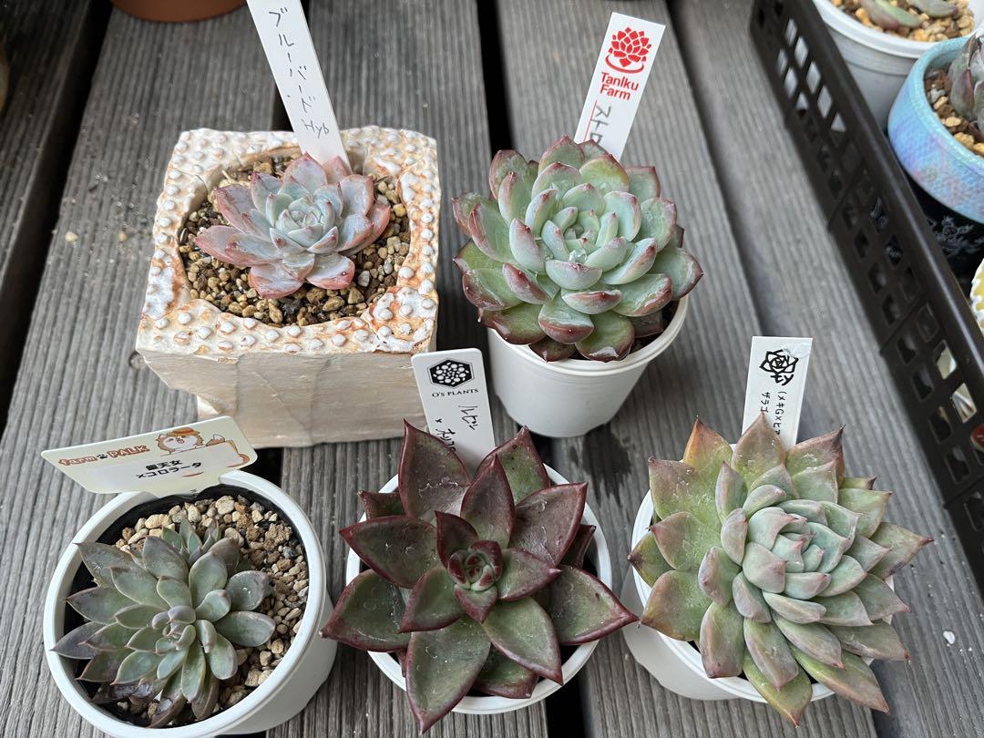 多肉植物　5苗セット