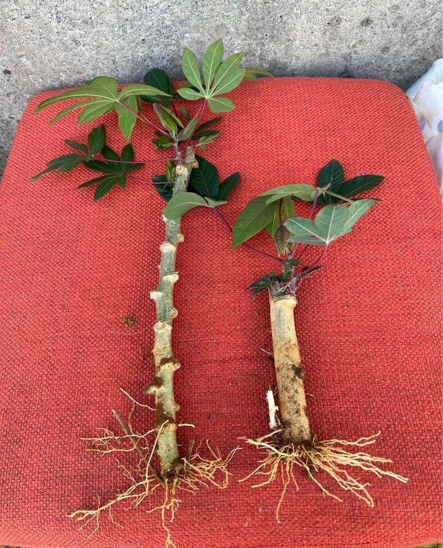 植え付け時期。4本＝キャッサバ芋、芽出し苗☆キャッサバ、大