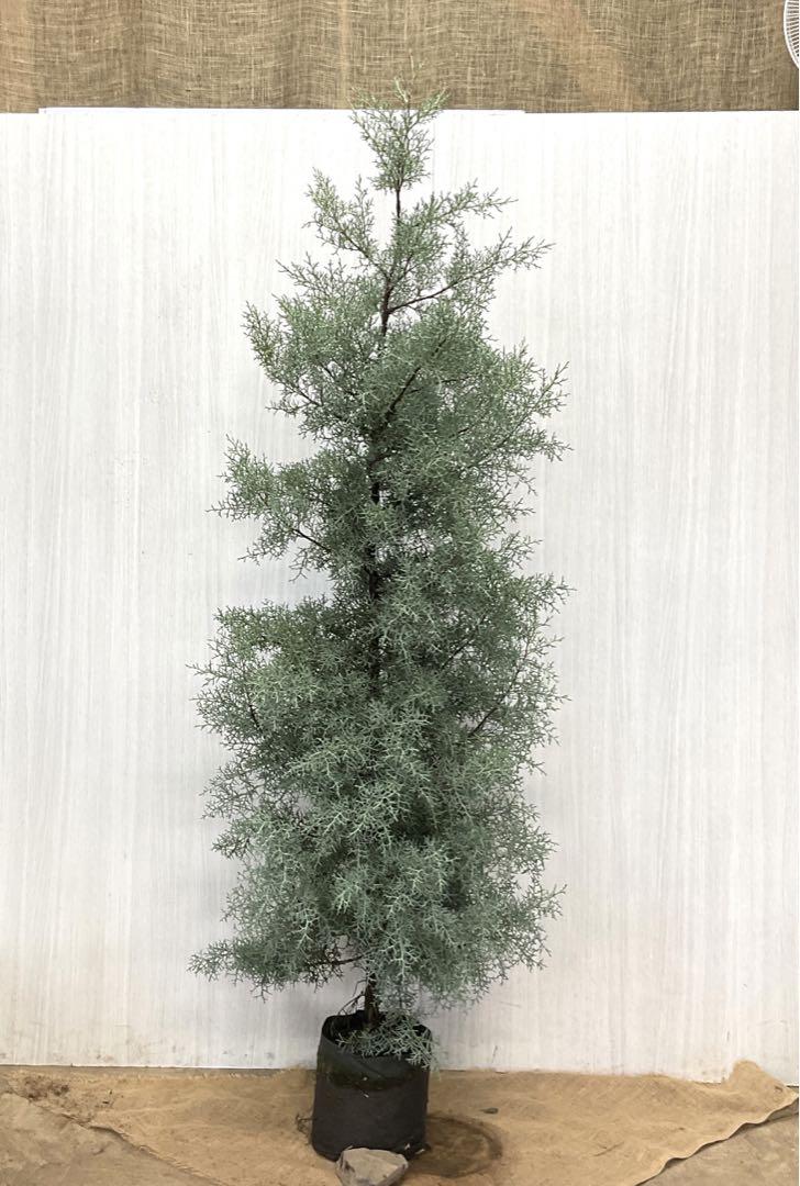 最新発見
⭐︎特大⭐︎コニファー ブルーアイス/ 664 植物/観葉植物 最新発見
⭐︎特大⭐︎コニファー ブルーアイス/ 664 植物/観葉植物