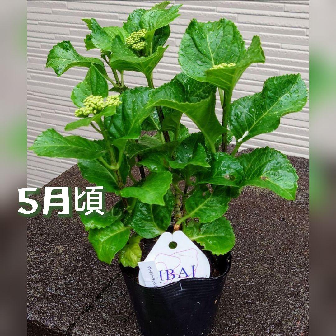 宿根草！ハイドランジア 紫陽花 クレイジーデンシア 花苗 安心メーカー ポット苗