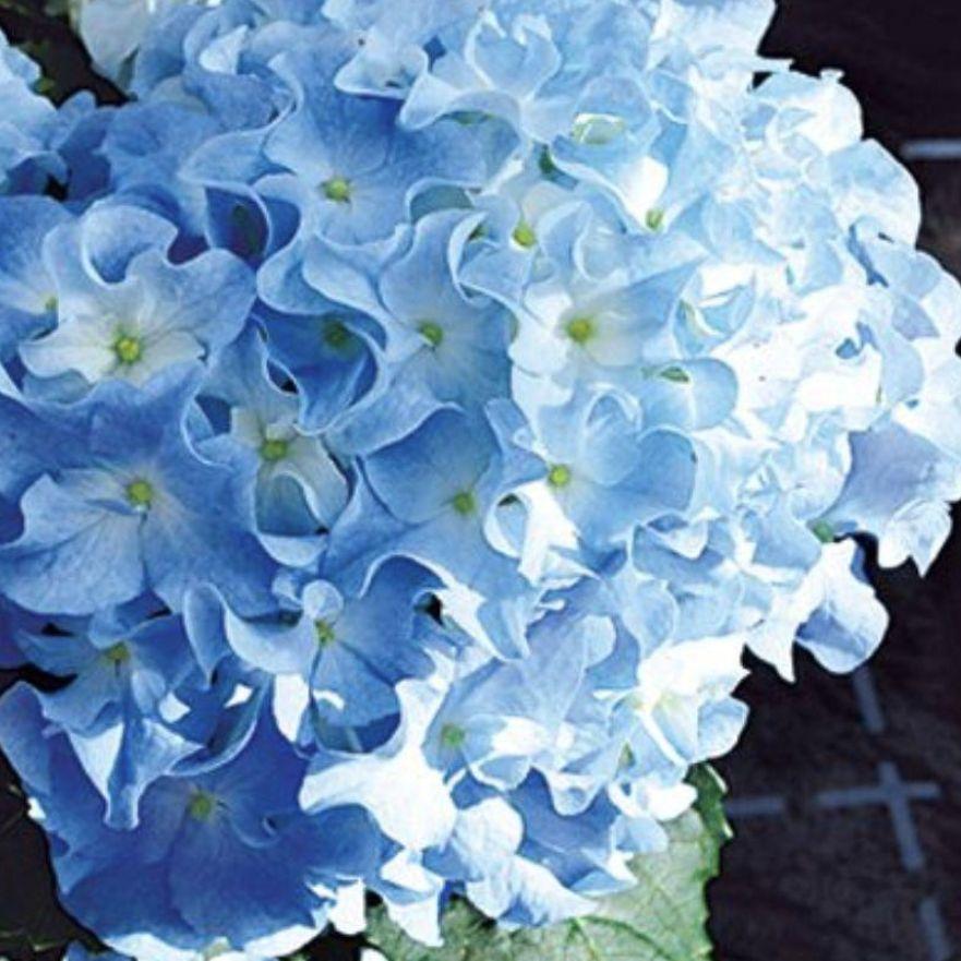 宿根草！ハイドランジア 紫陽花 クレイジーデンシア 花苗 安心メーカー ポット苗