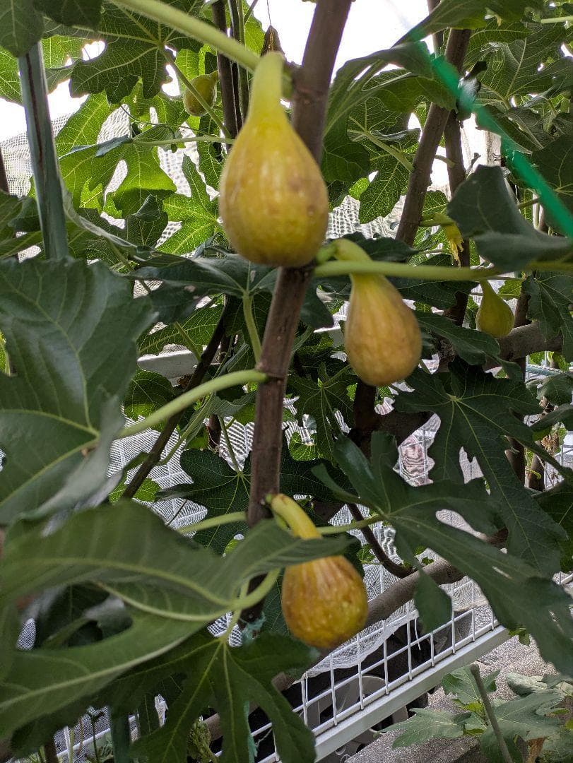 農薬不使用 イチジク