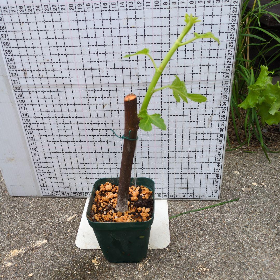 農薬不使用 イチジク