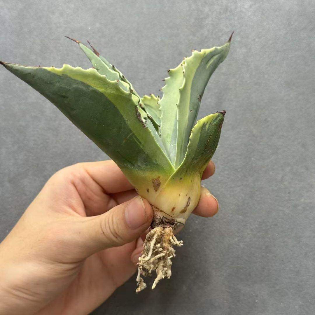 多肉植物・アガベ・チタノタ・【特選】オルカ天芽・斑入り
