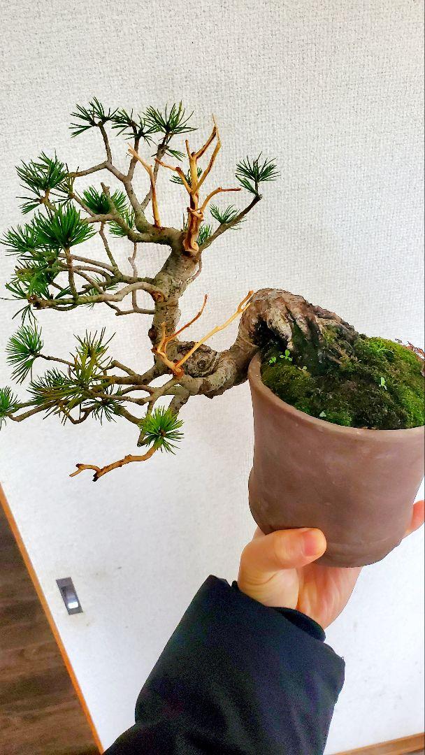 那須五葉松　盆栽 25年