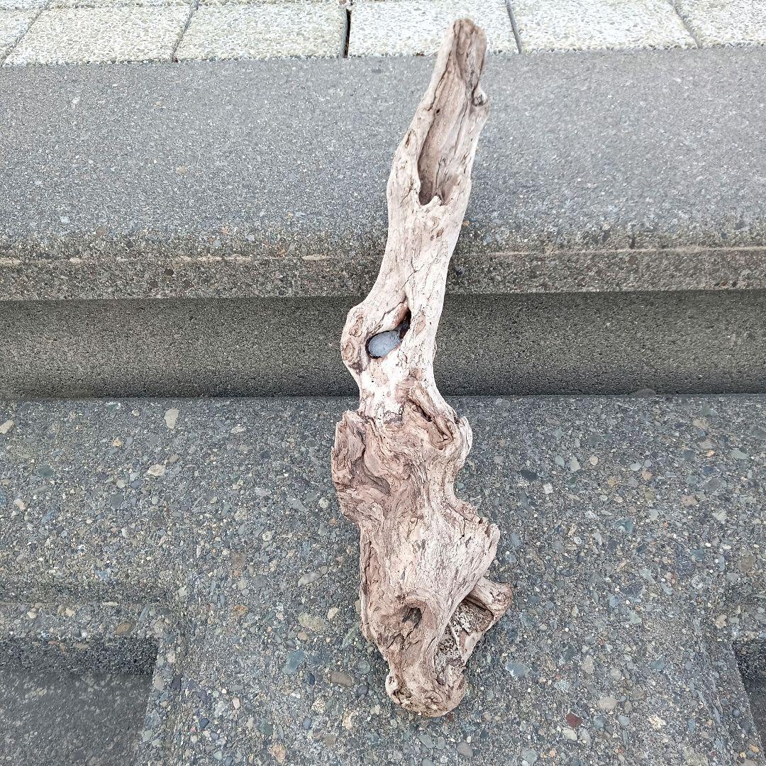 自然な形状の流木