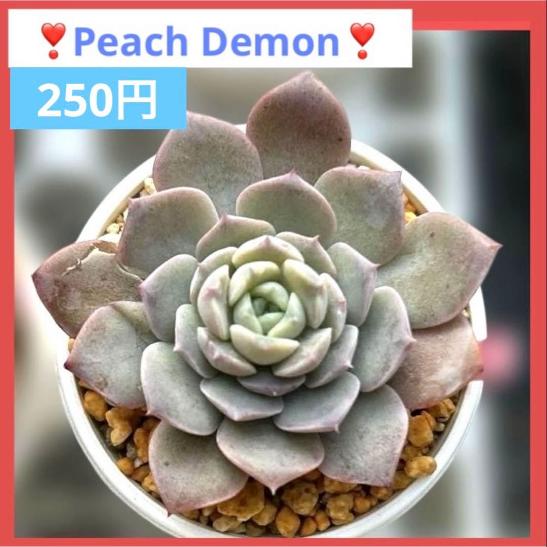 ❣️ピーチデーモン②❣️現品 エケベリア 寄せ植え 多肉弁当 多肉植物