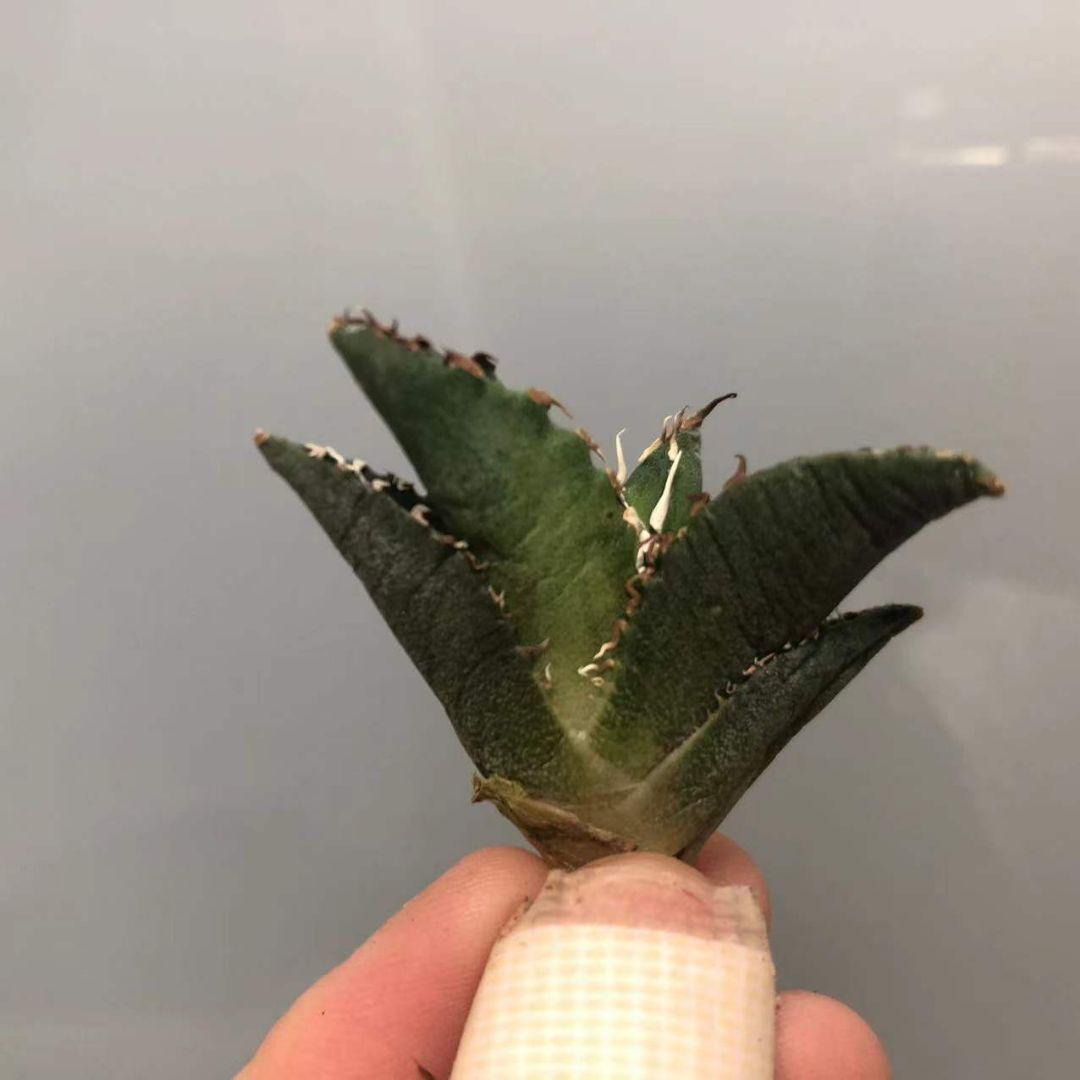 までの 多肉植物 厚棘白鯨 絶品株 台湾からの輸入 極上株 snPeK-m18880455875 特選 アガベ チタノタ まい・