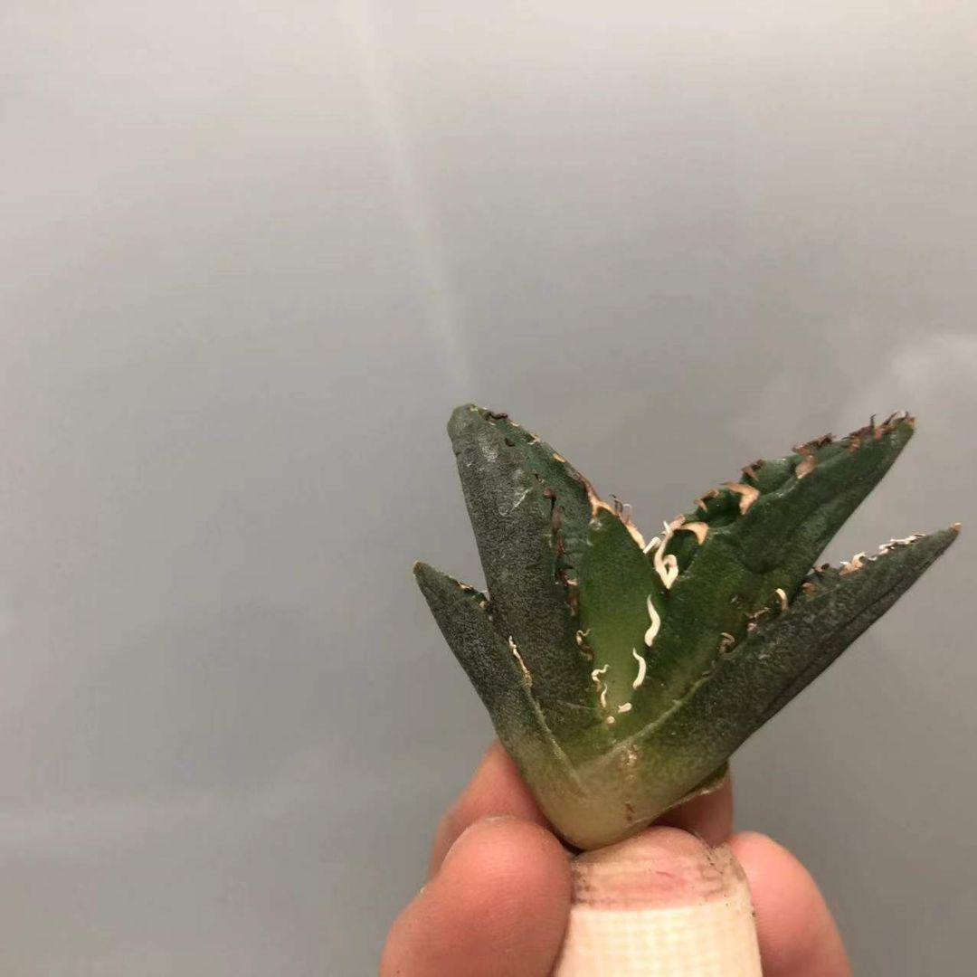 までの 多肉植物 厚棘白鯨 絶品株 台湾からの輸入 極上株 snPeK-m18880455875 特選 アガベ チタノタ まい・
