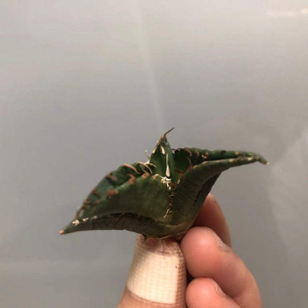 までの 多肉植物 厚棘白鯨 絶品株 台湾からの輸入 極上株 snPeK-m18880455875 特選 アガベ チタノタ まい・