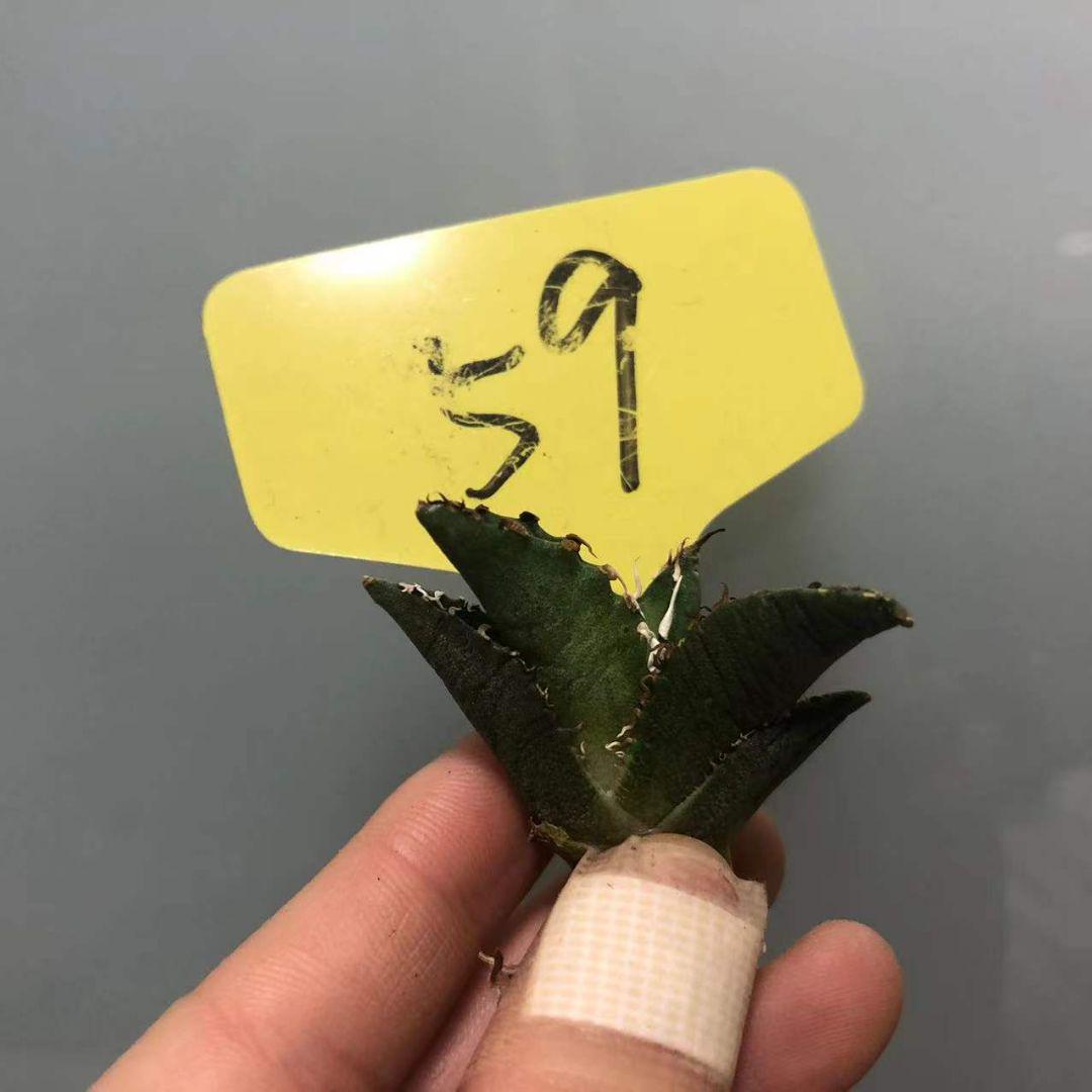までの 多肉植物 厚棘白鯨 絶品株 台湾からの輸入 極上株 snPeK-m18880455875 特選 アガベ チタノタ まい・