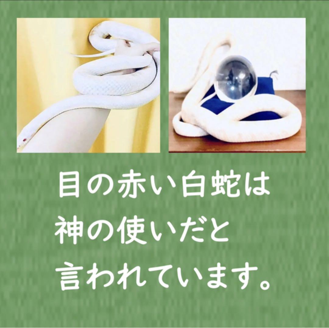 頭部使用】赤目白蛇抜け殻入り＊金運スペシャル＊キーホルダー