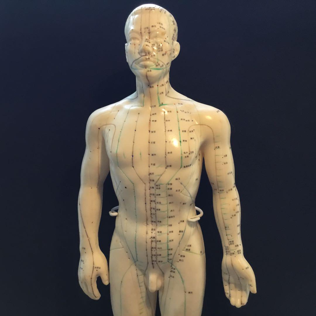 【冬バーゲン★特別送料無料！】 鍼灸経穴人体模型 コンプリート 中国鍼灸男性人体模型 耳 足 手 人体模型