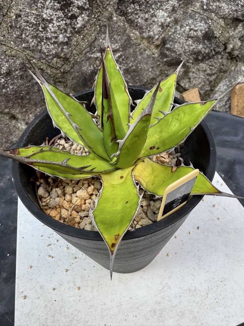 アガベ　ホリダ　HORRIDA Agave 希少　観葉植物　多肉植物