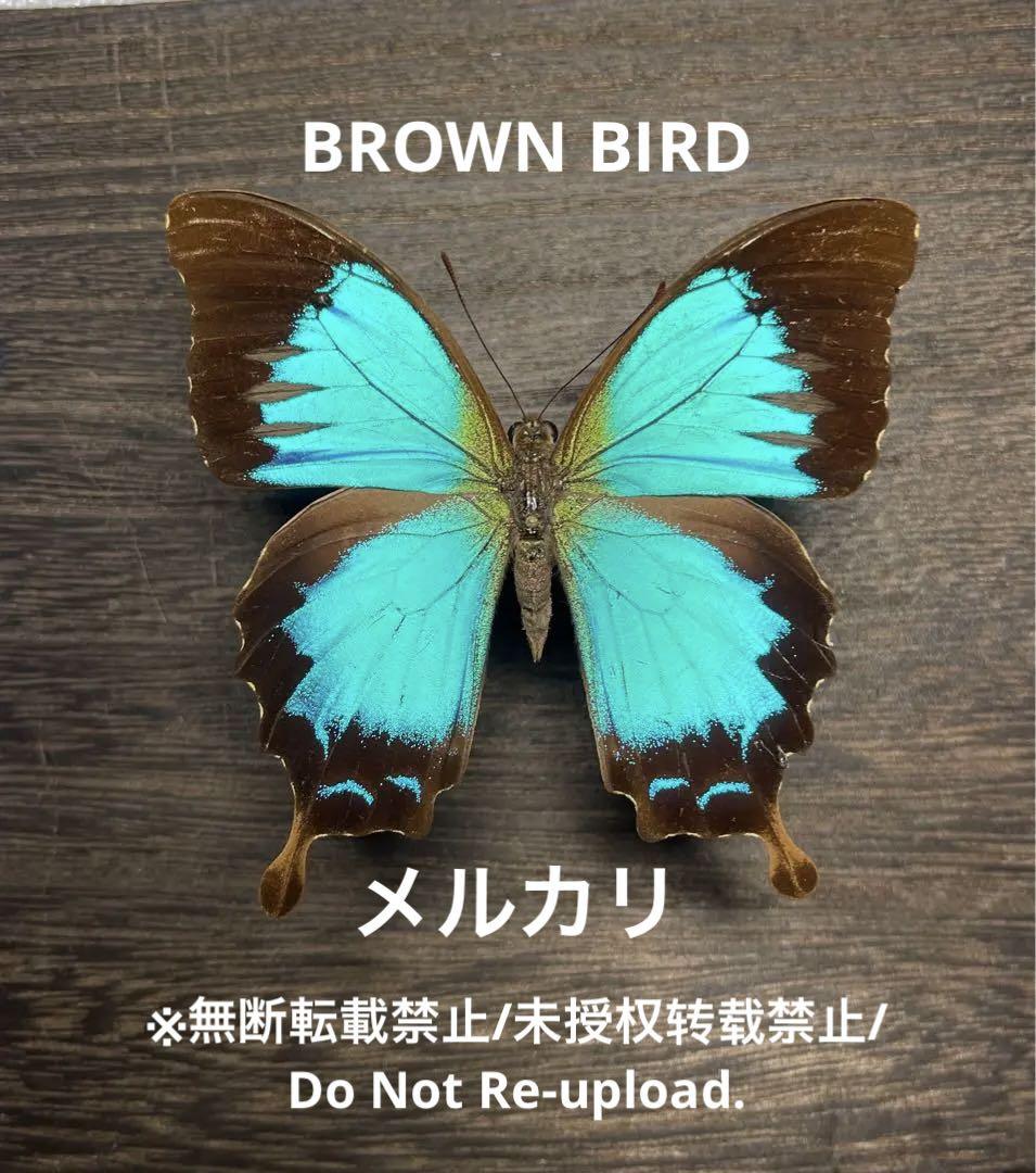パルナシウスの王者・アウトクラトールウスバシロチョウ (No
