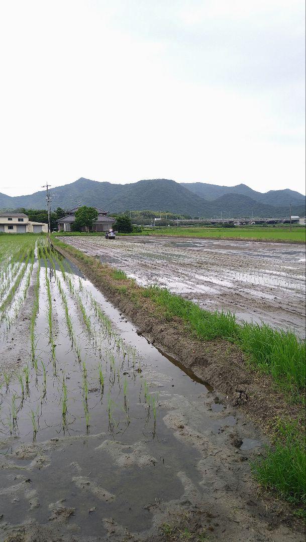 にこまる玄米10キロ　栽培期間農薬不使用