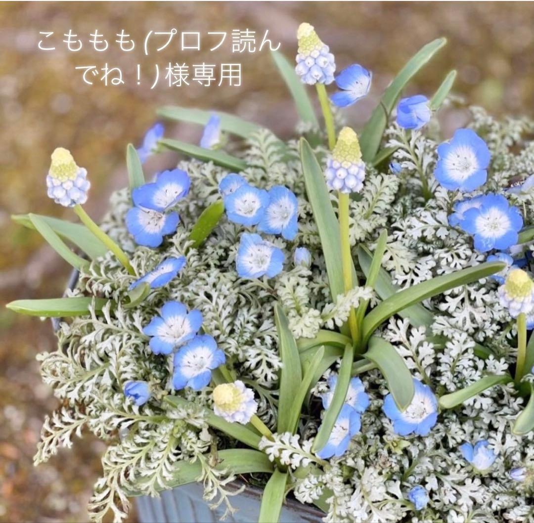 こももも(プロフ読んでね！)様専用⭐︎