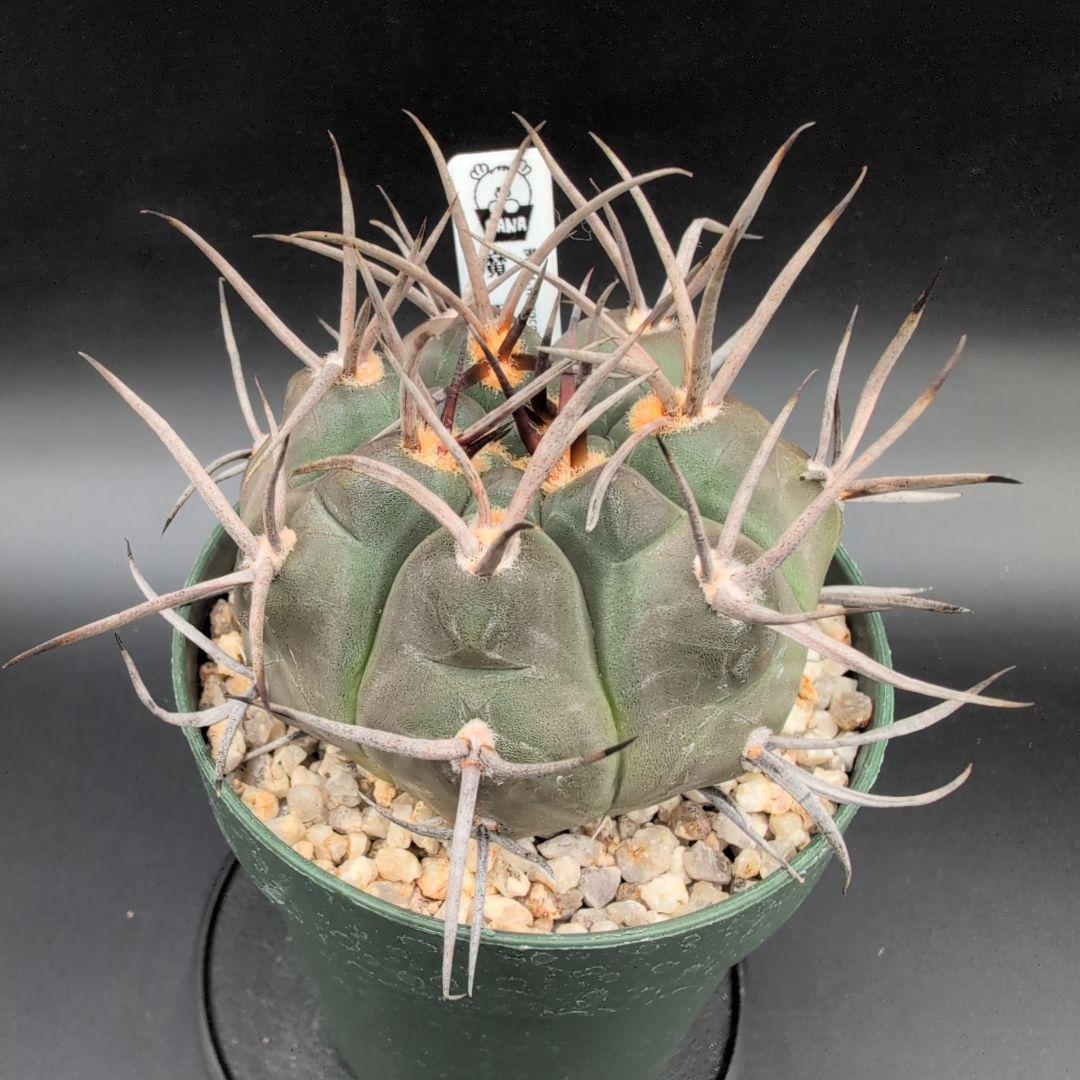 D*様 魔天竜 選抜 実生 鉢植え メルカリ便送料込み 魔天竜 実生 鉢植えメルカリ便送料込み - メルカリ