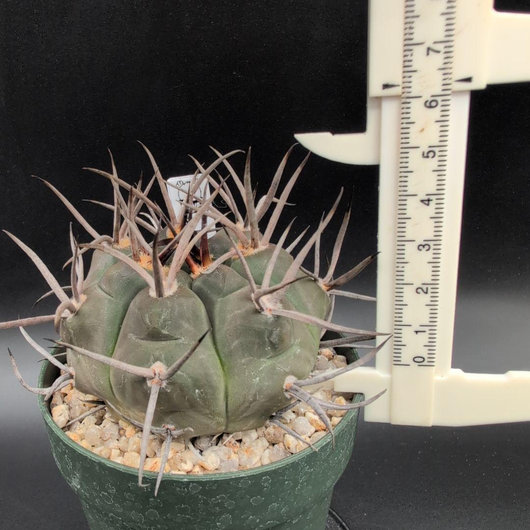 D*様 魔天竜 選抜 実生 鉢植え メルカリ便送料込み 魔天竜 実生 鉢植えメルカリ便送料込み - メルカリ